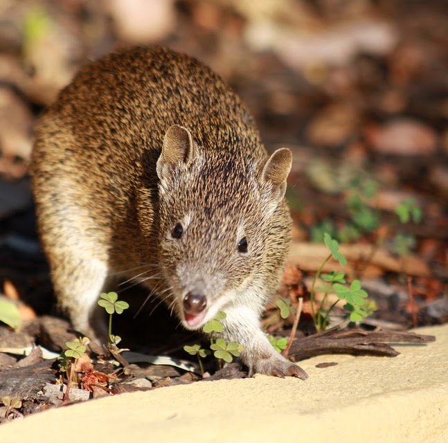 A southern brown bandicoot foraging among leaf litter and clover.