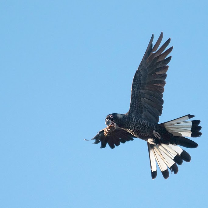 A Carnaby's black cockatoo, a Western Australian endemic, in flight against a clear blue sky.
